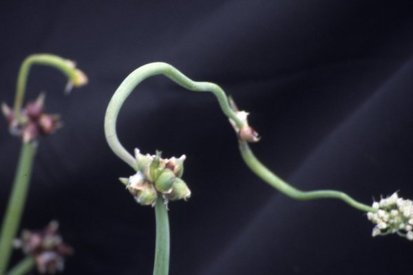 Восстановить аккаунт на кракене